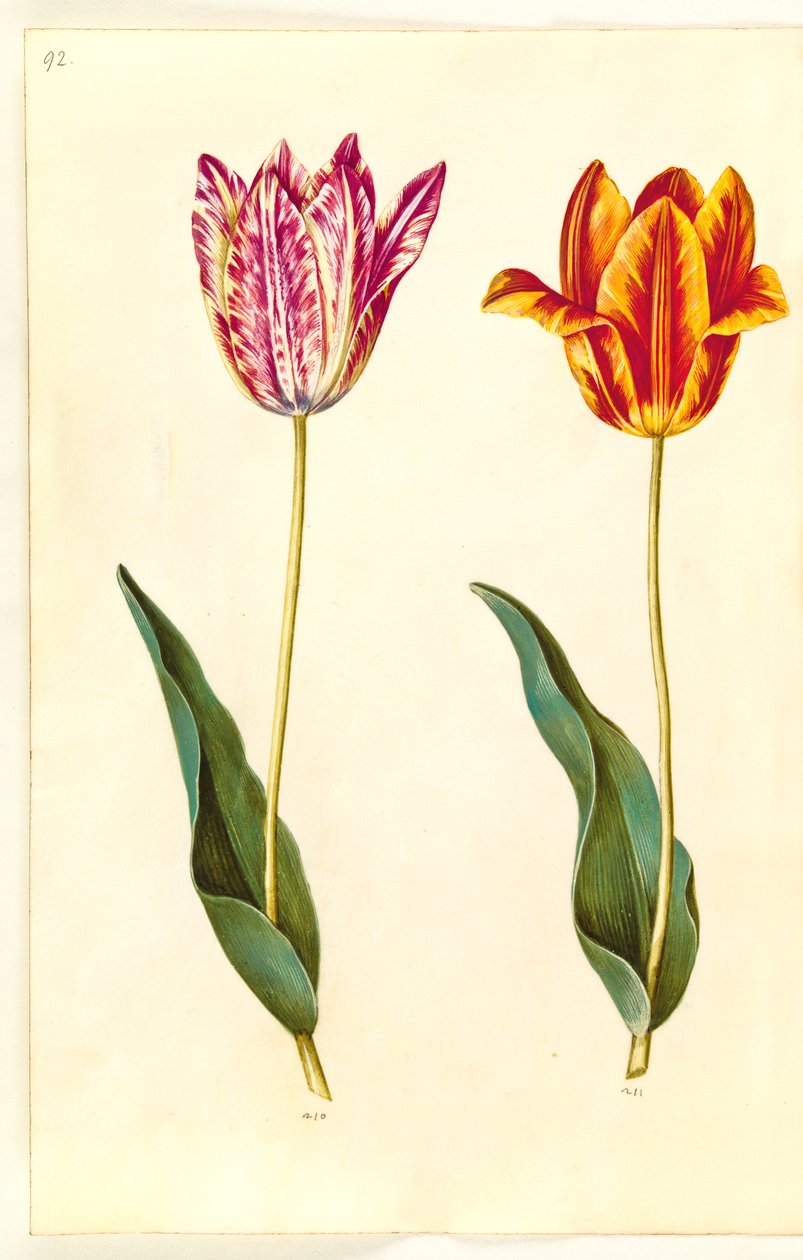 Tulipa gesneriana (have-tulipan) بواسطة هانز سيمون هولتزبيكر