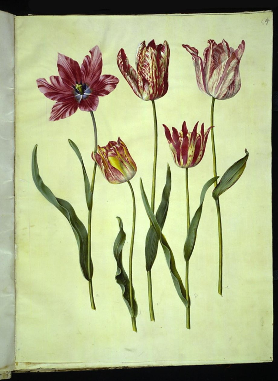 Tulipa gesneriana (have-tulipan) بواسطة هانز سيمون هولتزبيكر