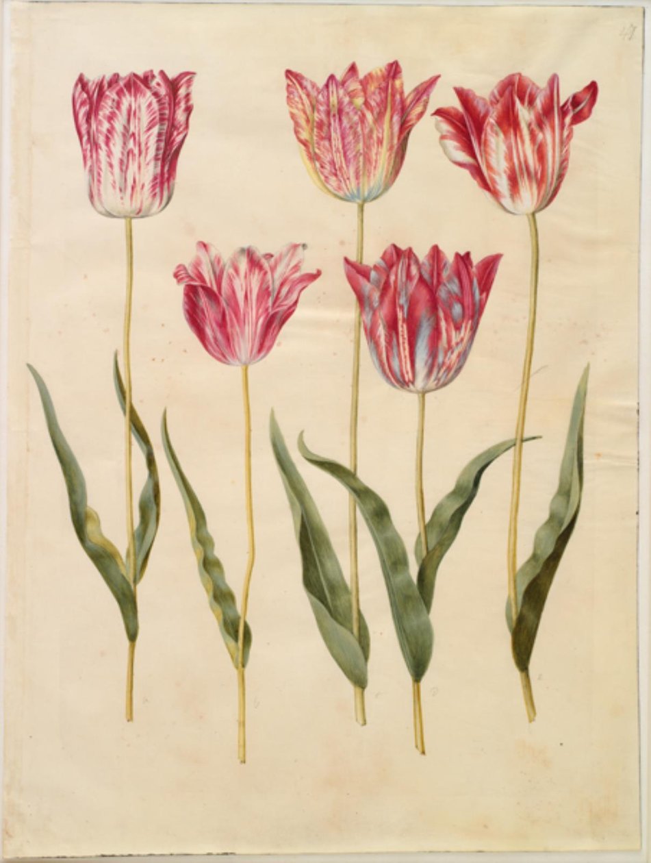 Tulipa gesneriana (have-tulipan) بواسطة هانز سيمون هولتزبيكر