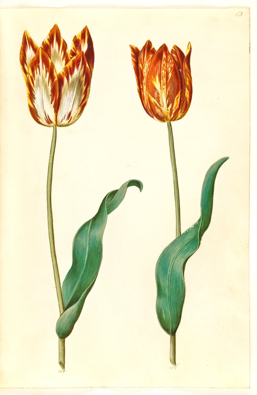 Tulipa gesneriana (have-tulipan) بواسطة هانز سيمون هولتزبيكر