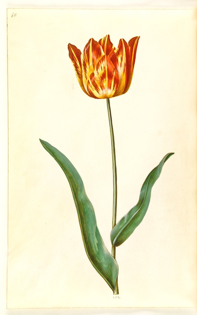 Tulipa gesneriana (have-tulipan) بواسطة هانز سيمون هولتزبيكر