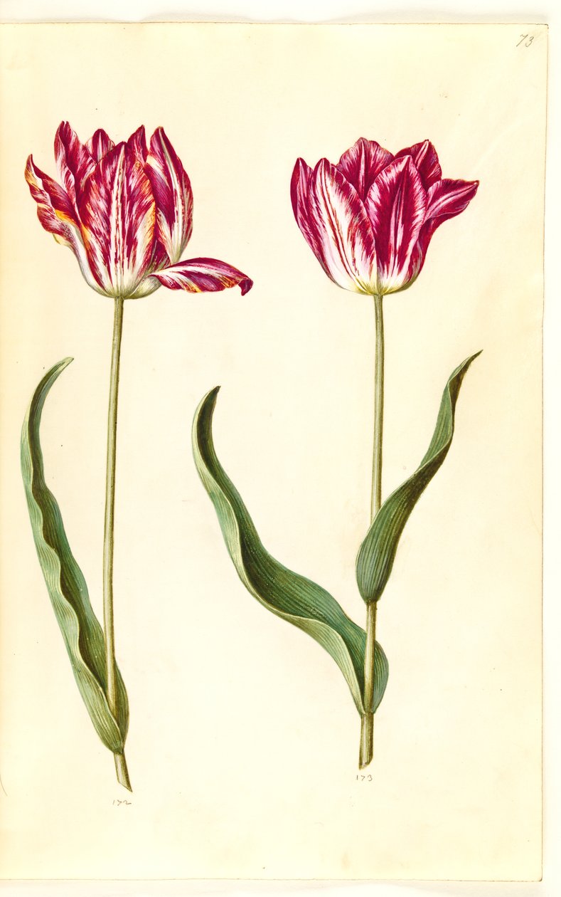 Tulipa gesneriana (have-tulipan) بواسطة هانز سيمون هولتزبيكر