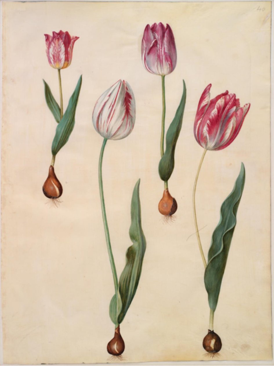 Tulipa gesneriana (have-tulipan) بواسطة هانز سيمون هولتزبيكر