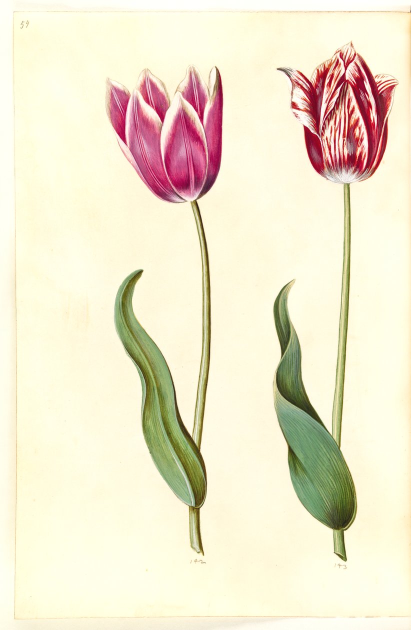 Tulipa gesneriana (have-tulipan) بواسطة هانز سيمون هولتزبيكر