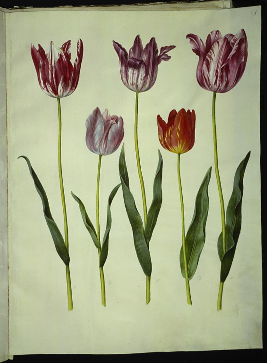 Tulipa gesneriana (have-tulipan) بواسطة هانز سيمون هولتزبيكر