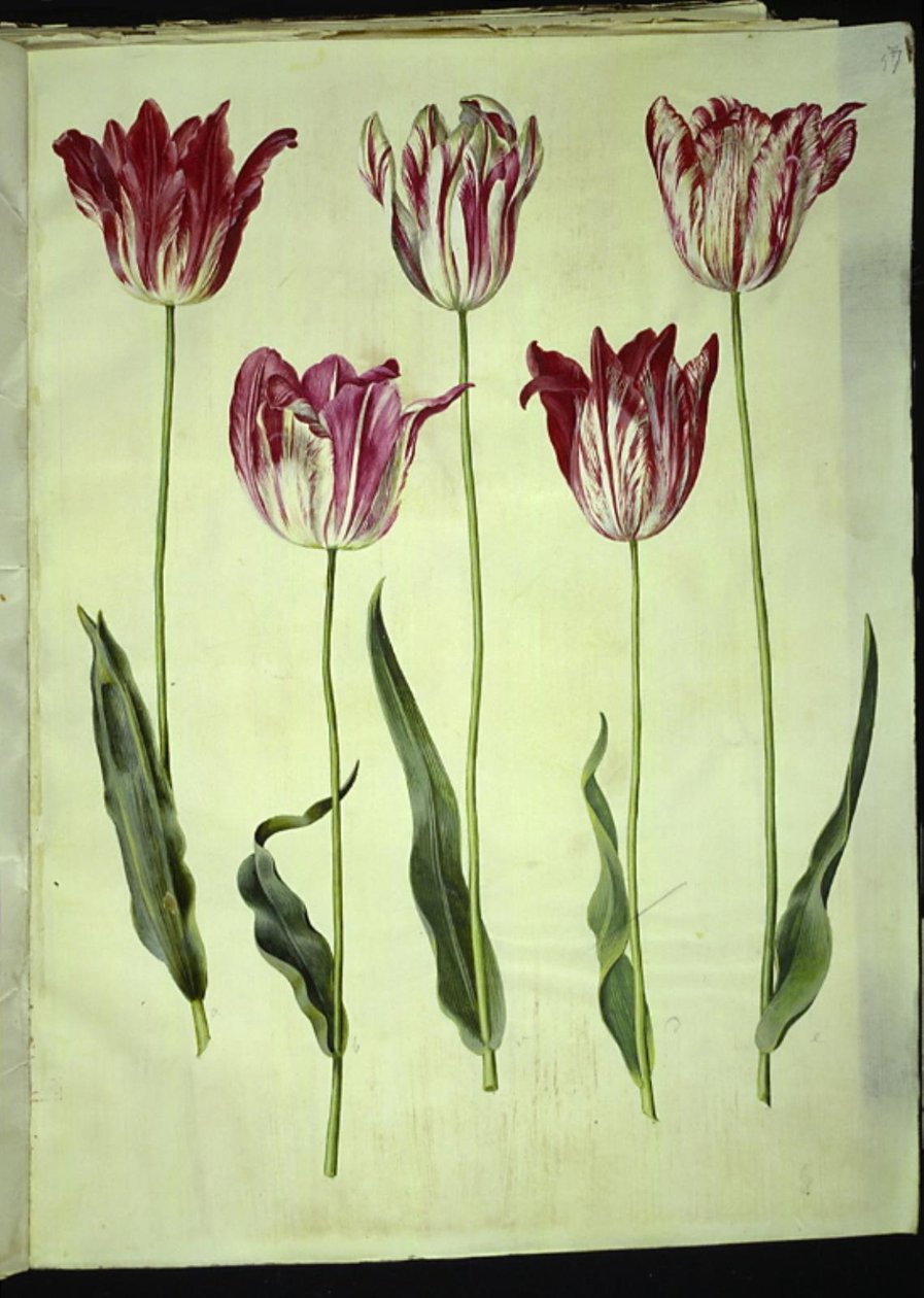 Tulipa gesneriana (have-tulipan) بواسطة هانز سيمون هولتزبيكر