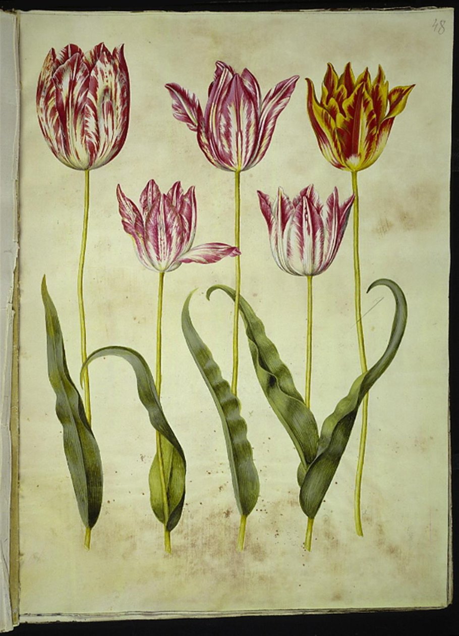 Tulipa gesneriana (have-tulipan) بواسطة هانز سيمون هولتزبيكر