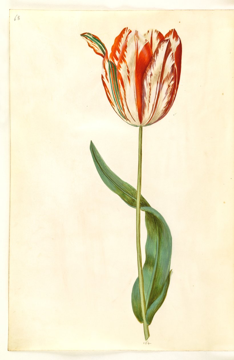 Tulipa gesneriana (have-tulipan) بواسطة هانز سيمون هولتزبيكر
