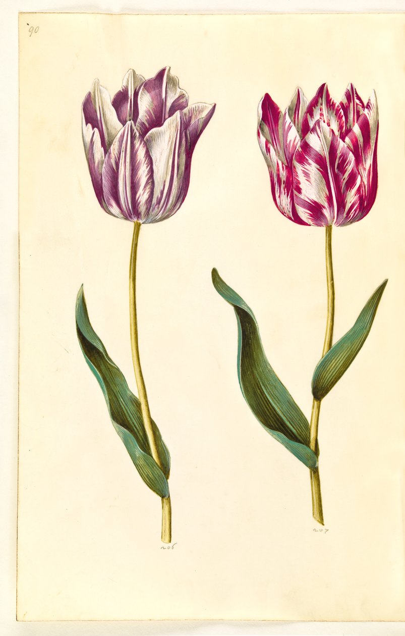 Tulipa gesneriana (have-tulipan) بواسطة هانز سيمون هولتزبيكر