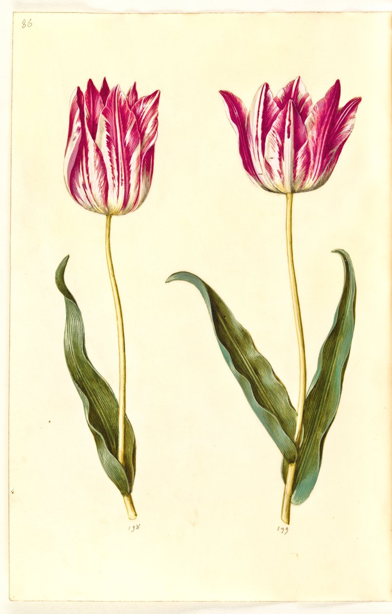 Tulipa gesneriana (have-tulipan) بواسطة هانز سيمون هولتزبيكر