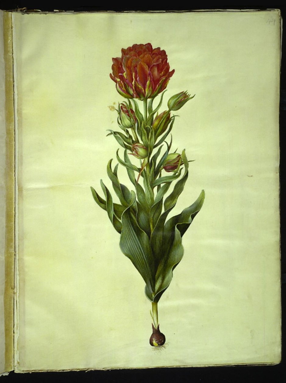 Tulipa gesneriana (have-tulipan) بواسطة هانز سيمون هولتزبيكر