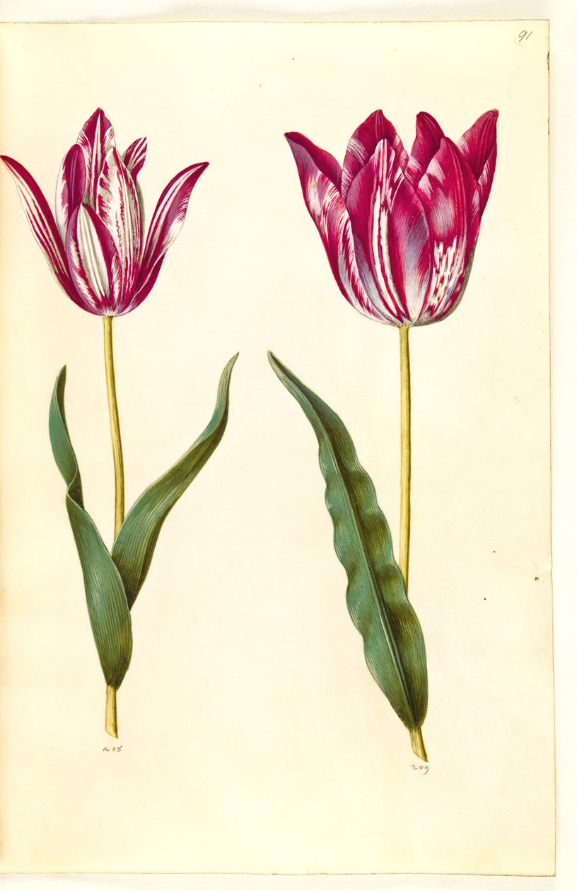 Tulipa gesneriana (have-tulipan) بواسطة هانز سيمون هولتزبيكر