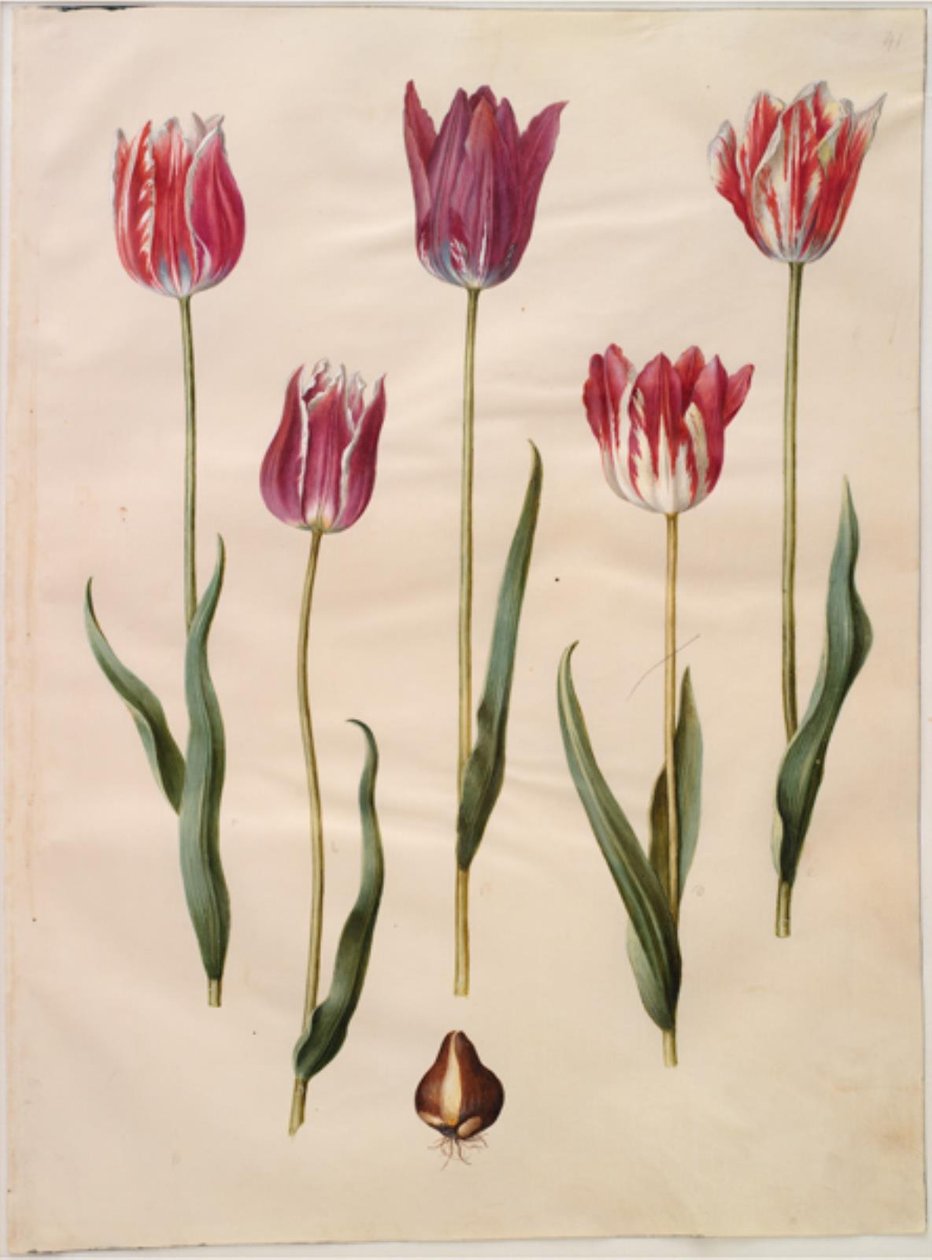 Tulipa gesneriana (have-tulipan) بواسطة هانز سيمون هولتزبيكر