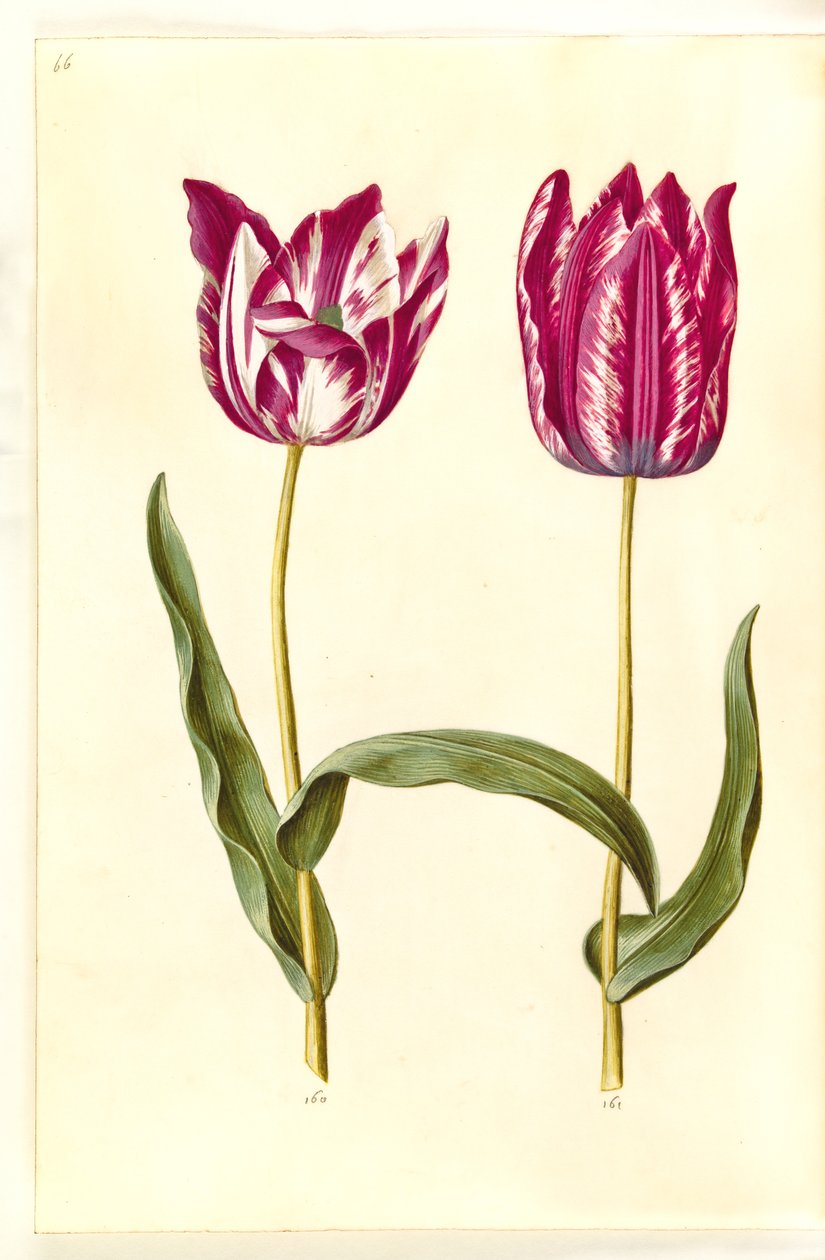 Tulipa gesneriana (have-tulipan) بواسطة هانز سيمون هولتزبيكر
