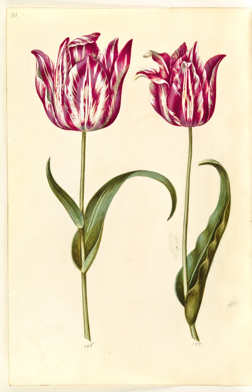 Tulipa gesneriana (have-tulipan) بواسطة هانز سيمون هولتزبيكر