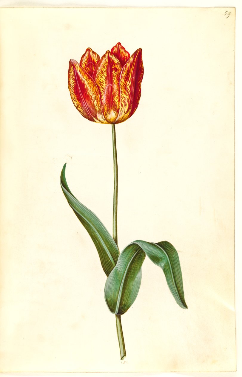 Tulipa gesneriana (have-tulipan) بواسطة هانز سيمون هولتزبيكر