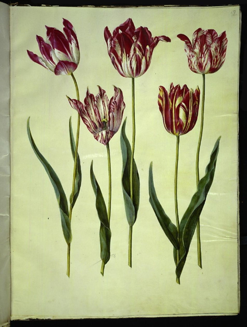 Tulipa gesneriana (have-tulipan) بواسطة هانز سيمون هولتزبيكر