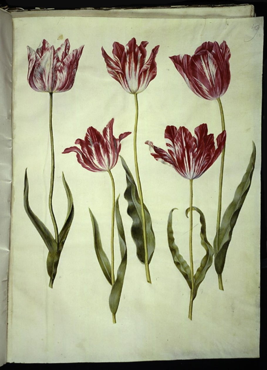 Tulipa gesneriana (have-tulipan) بواسطة هانز سيمون هولتزبيكر