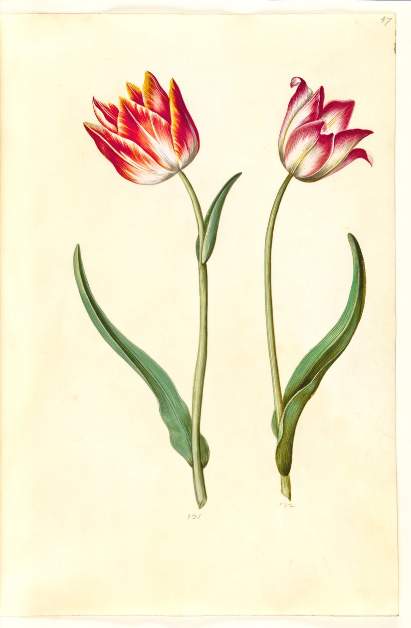 Tulipa gesneriana (have-tulipan) بواسطة هانز سيمون هولتزبيكر