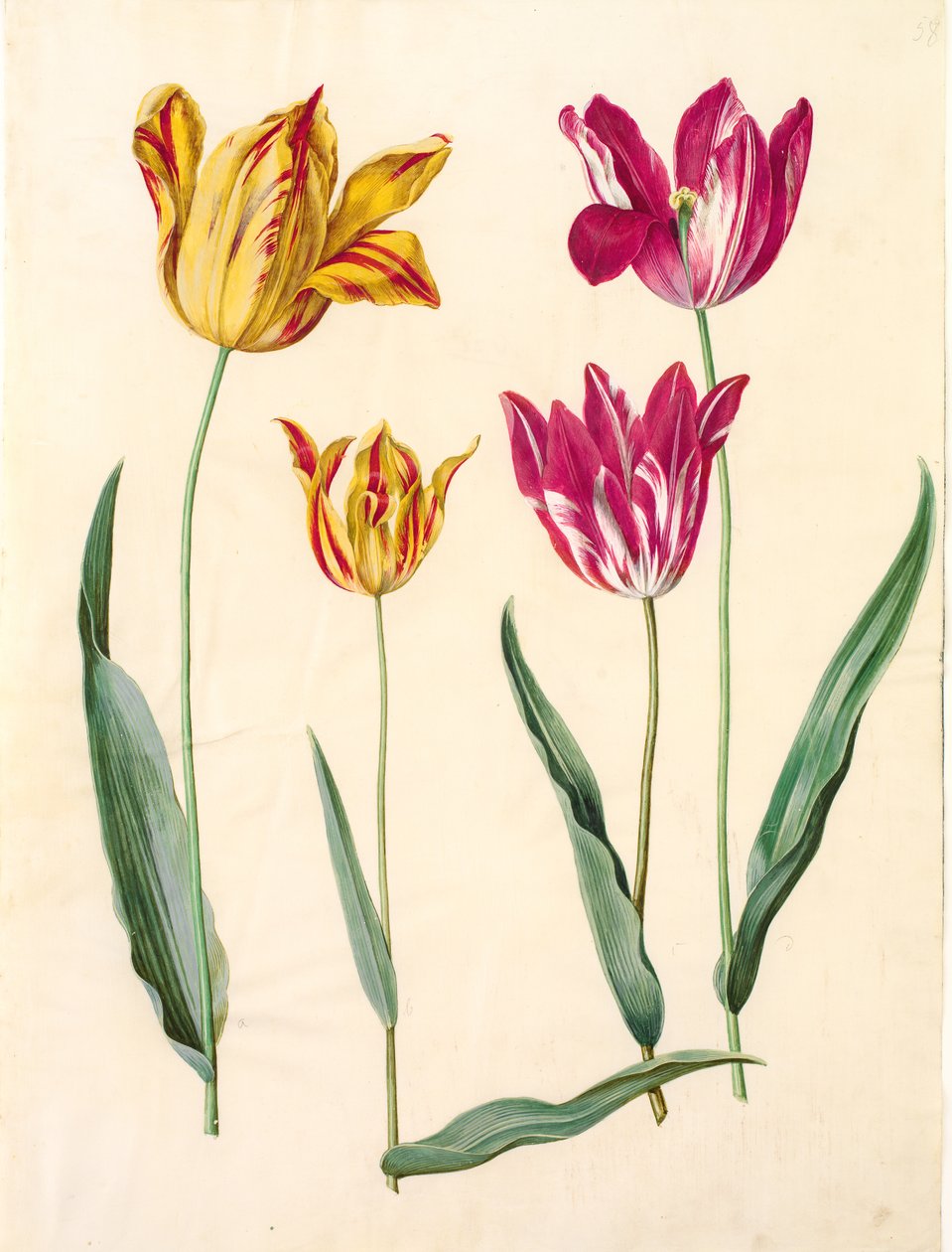 Tulipa gesneriana (have-tulipan) بواسطة هانز سيمون هولتزبيكر