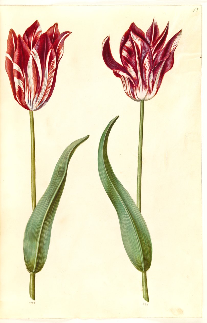 Tulipa gesneriana (have-tulipan) بواسطة هانز سيمون هولتزبيكر