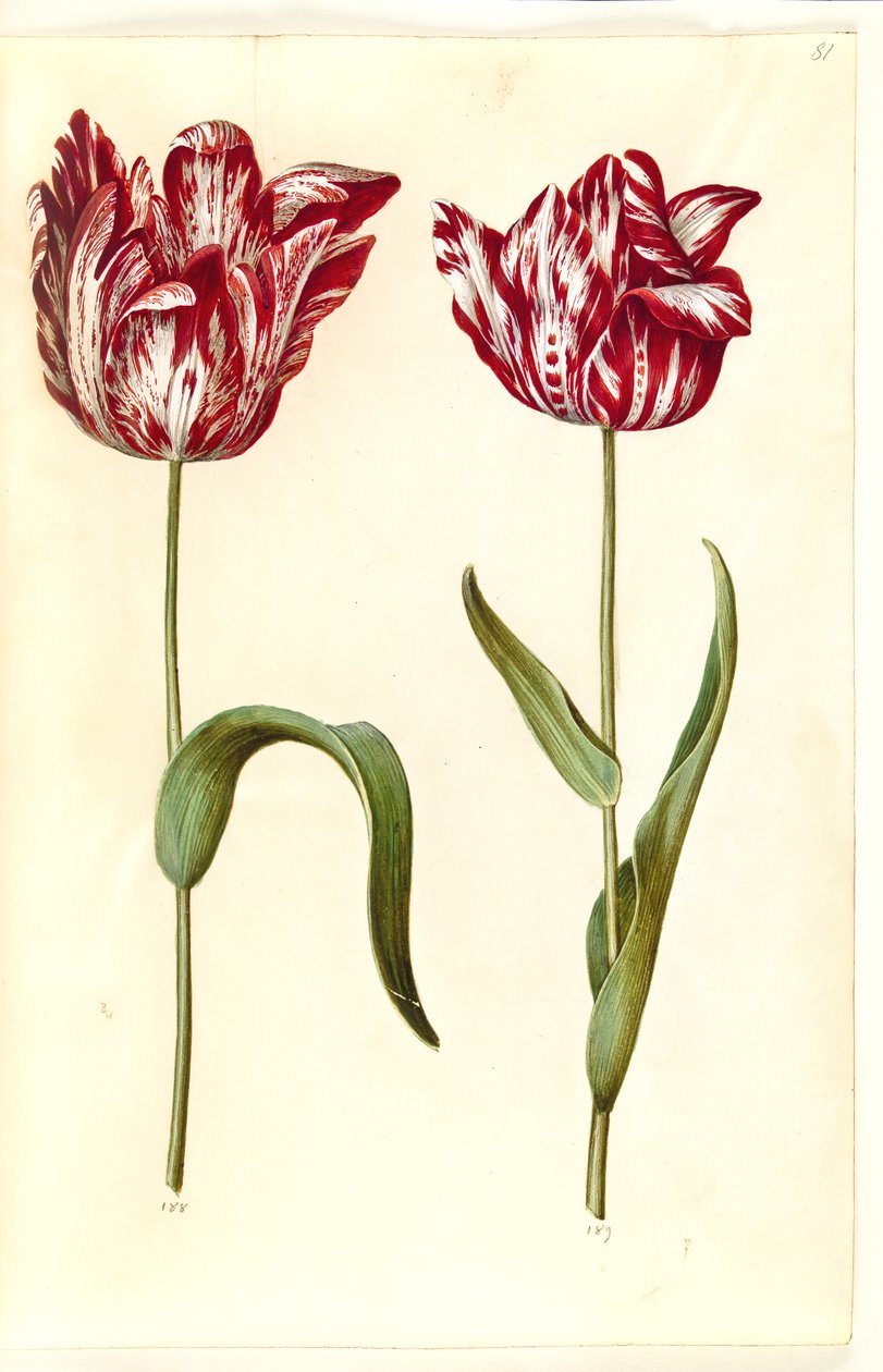 Tulipa gesneriana (have-tulipan) بواسطة هانز سيمون هولتزبيكر