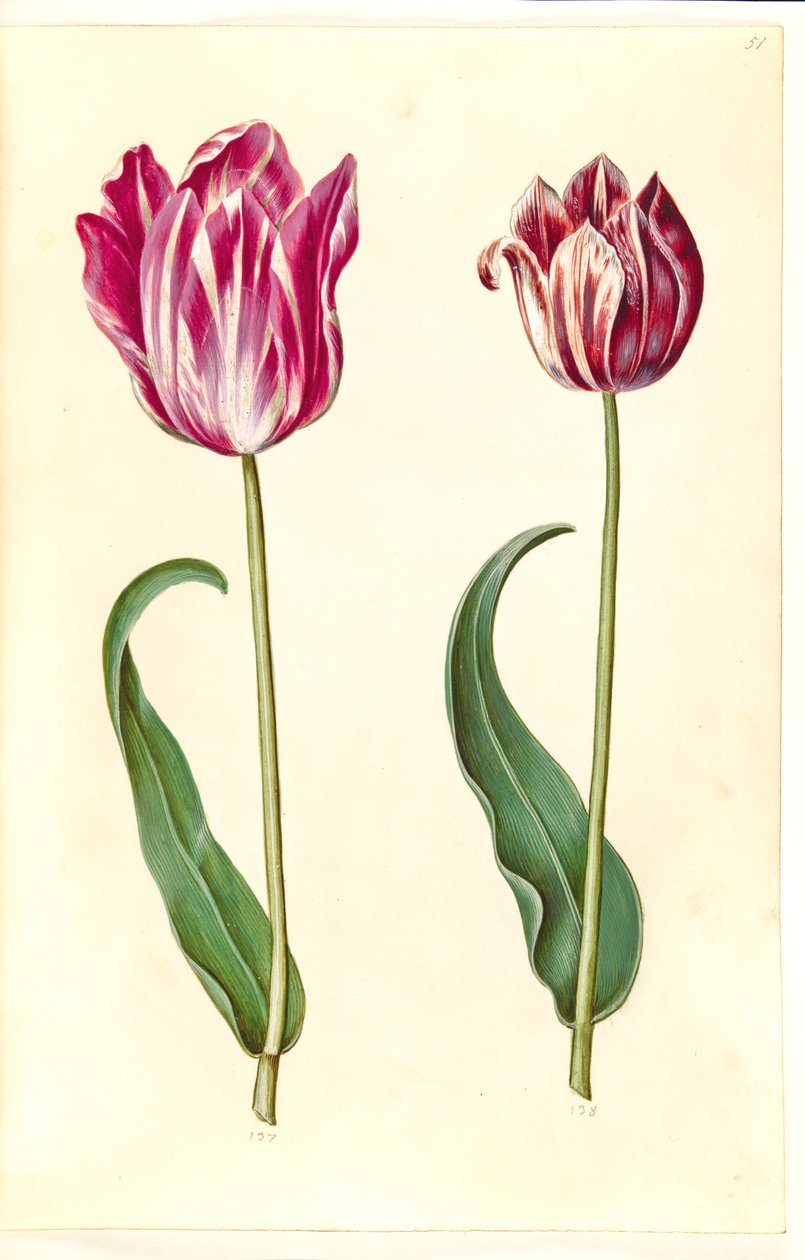 Tulipa gesneriana (have-tulipan) بواسطة هانز سيمون هولتزبيكر