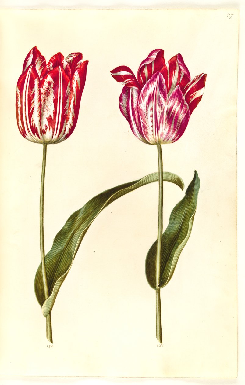 Tulipa gesneriana (have-tulipan) بواسطة هانز سيمون هولتزبيكر