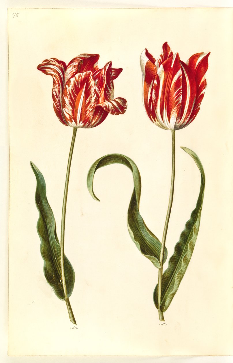Tulipa gesneriana (have-tulipan) بواسطة هانز سيمون هولتزبيكر
