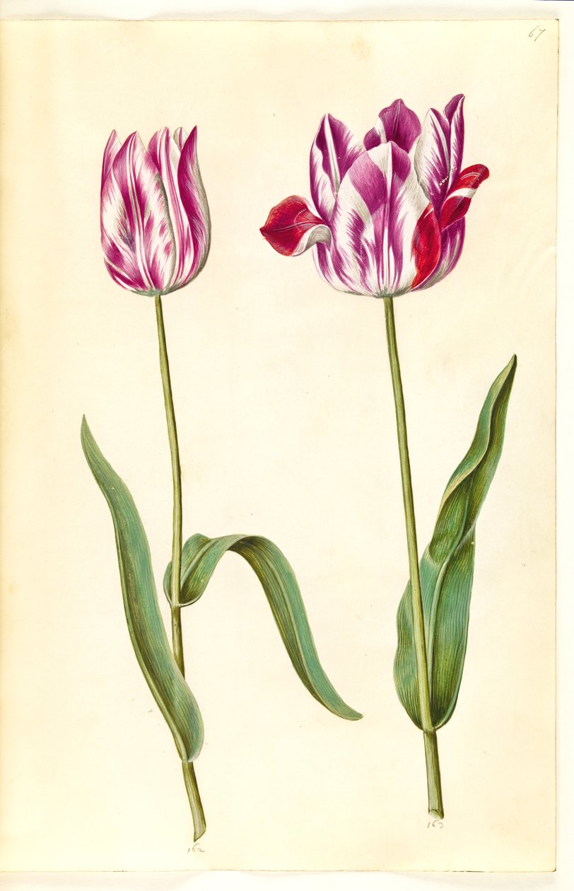 Tulipa gesneriana (have-tulipan) بواسطة هانز سيمون هولتزبيكر