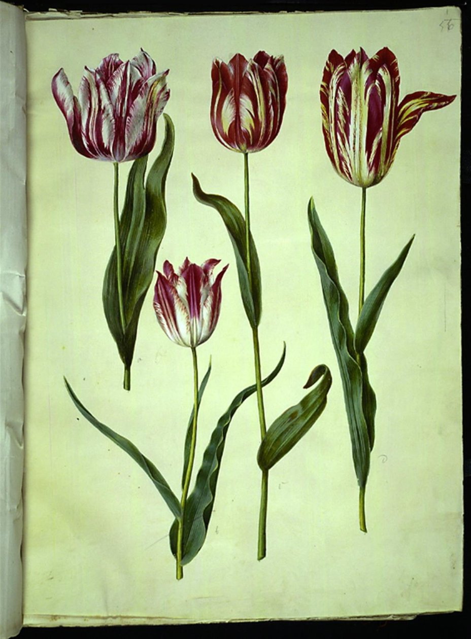 Tulipa gesneriana (have-tulipan) بواسطة هانز سيمون هولتزبيكر