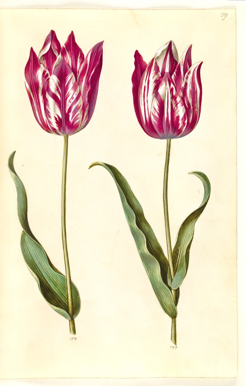 Tulipa gesneriana (have-tulipan) بواسطة هانز سيمون هولتزبيكر