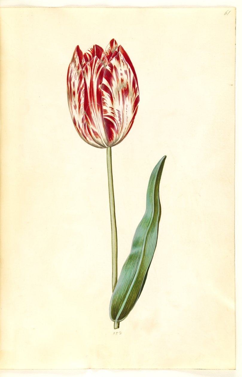 Tulipa gesneriana (have-tulipan) بواسطة هانز سيمون هولتزبيكر