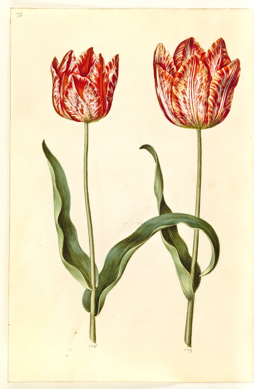 Tulipa gesneriana (have-tulipan) بواسطة هانز سيمون هولتزبيكر