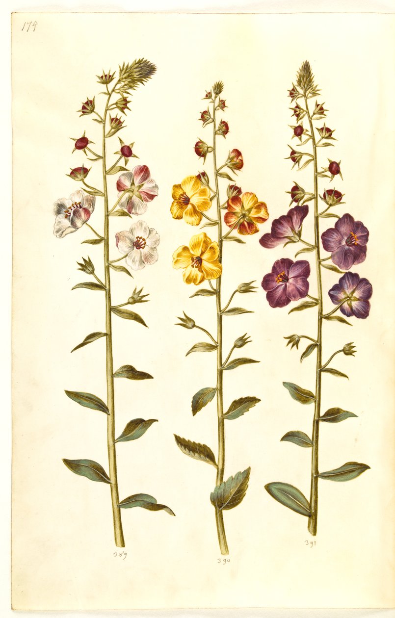 فيرباسكوم بلاتاريا (انحلال عنقودي) ؛ Verbascum phoeniceum (تجميد أرجواني) بواسطة هانز سيمون هولتزبيكر