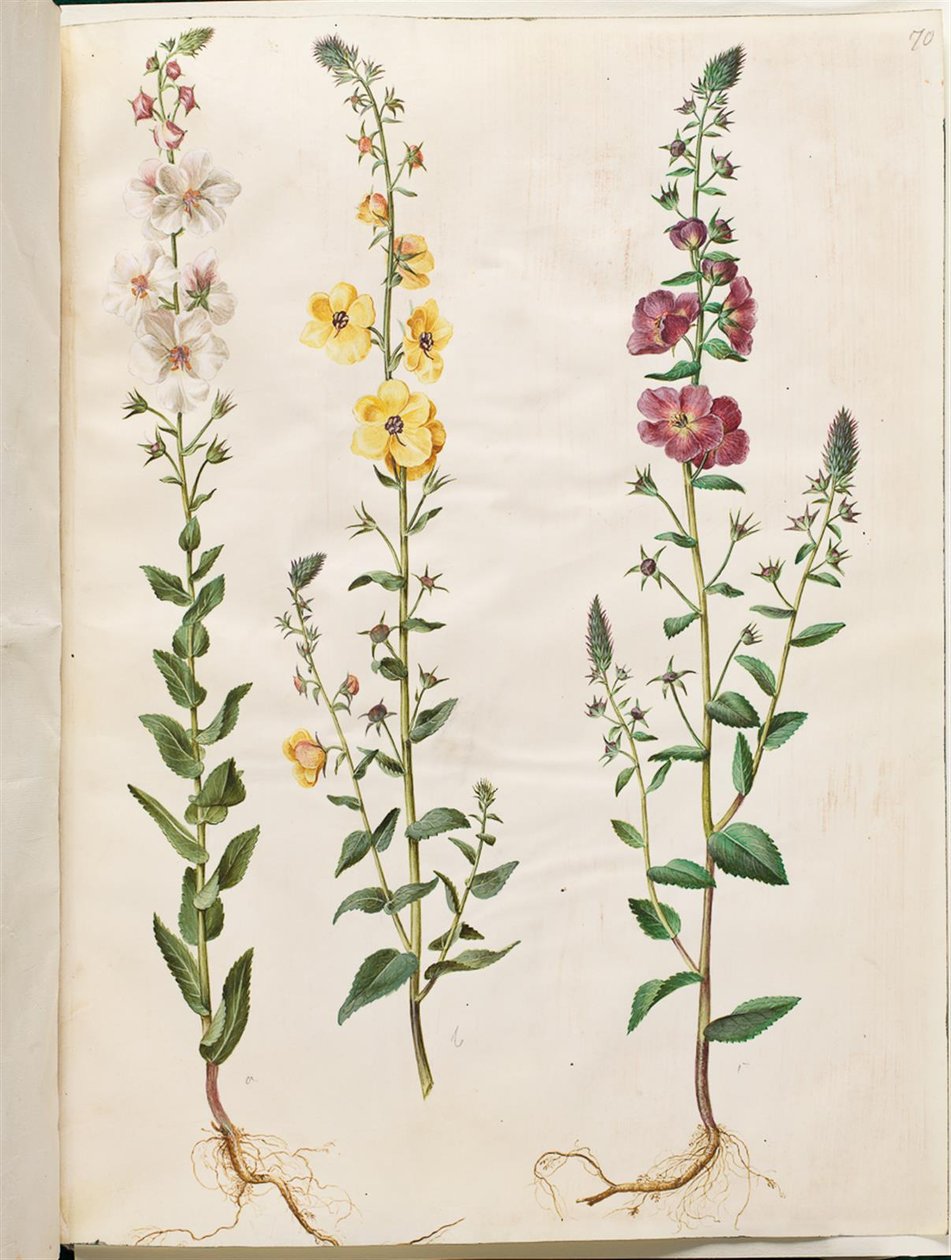 فيرباسكوم بلاتاريا (انحلال عنقودي) ؛ Verbascum phoeniceum (تجميد أرجواني) بواسطة هانز سيمون هولتزبيكر