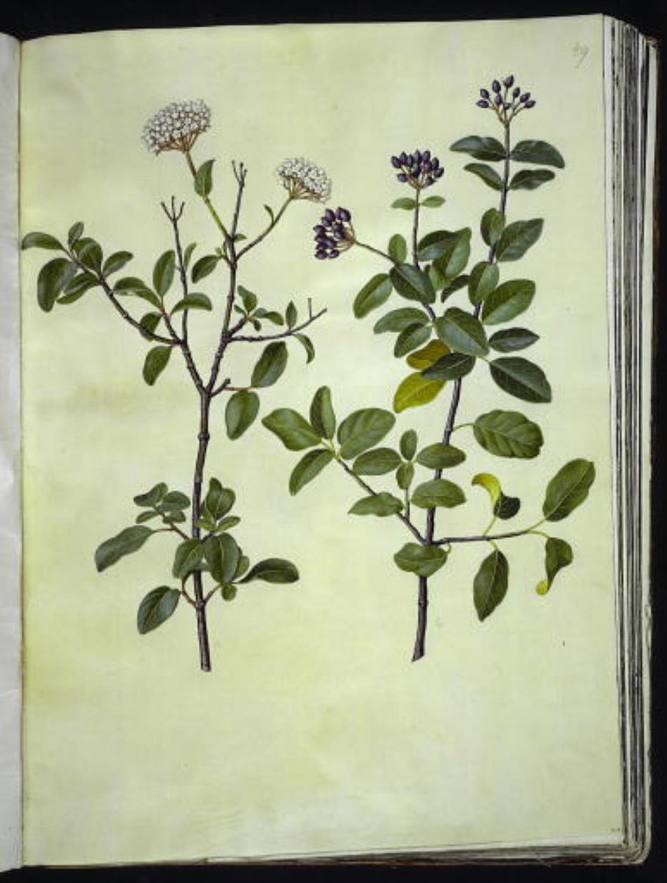 Viburnum tinus (كرة الثلج الشتوية) بواسطة هانز سيمون هولتزبيكر