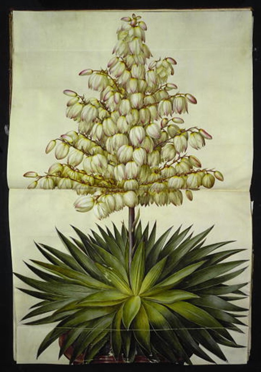 اليوكا gloriosa (روعة زنبق النخيل) بواسطة هانز سيمون هولتزبيكر
