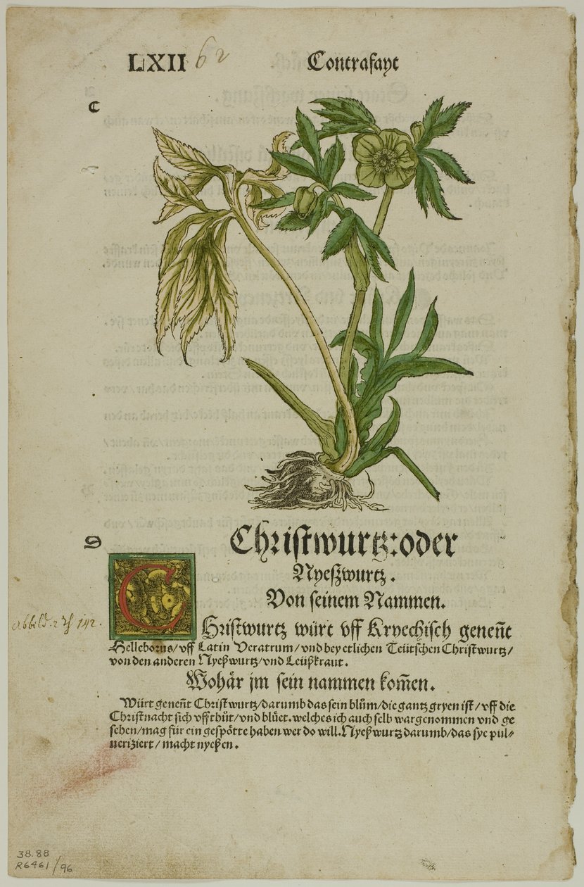 Christwurz (Hellebore) من Herbarium (Kräuterbuch) ، اللوحة 96 من Woodcuts من كتب القرن السادس عشر بواسطة هانز ويديتز الثاني