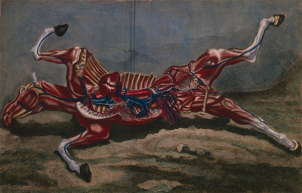 تشريح حصان ، من "Cours d&39;Hippiatrique ou Traite Complet de la Medecine des Chevaux" بواسطة فيليب إتيان لافوس (1738-1820) منقوش بواسطة كلود فيسارد ، 1772 بواسطة Harguinier