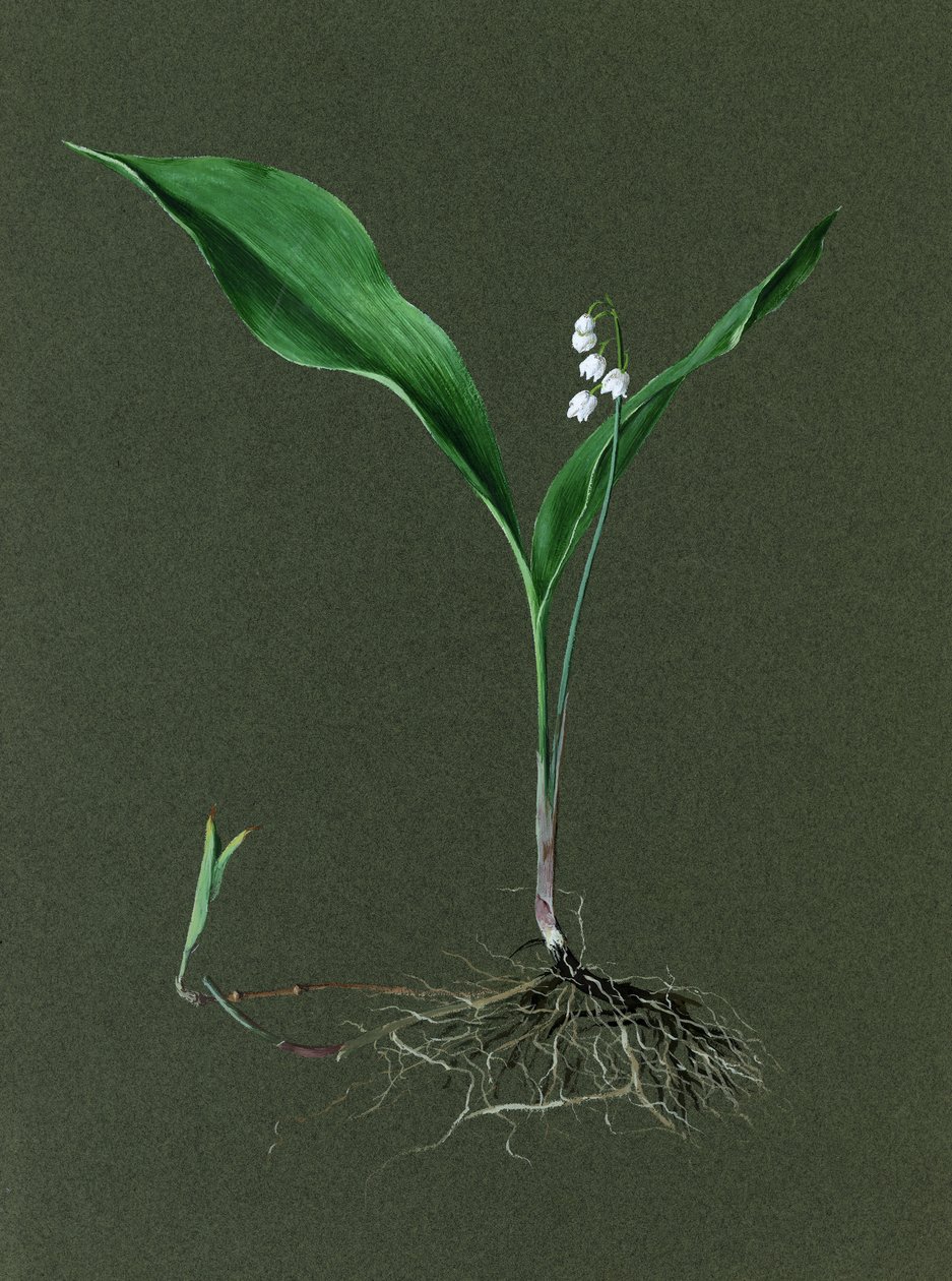 Convallaria Majalis Lily of the Valley ، c1870-1 بواسطة هارولد درينكووتر