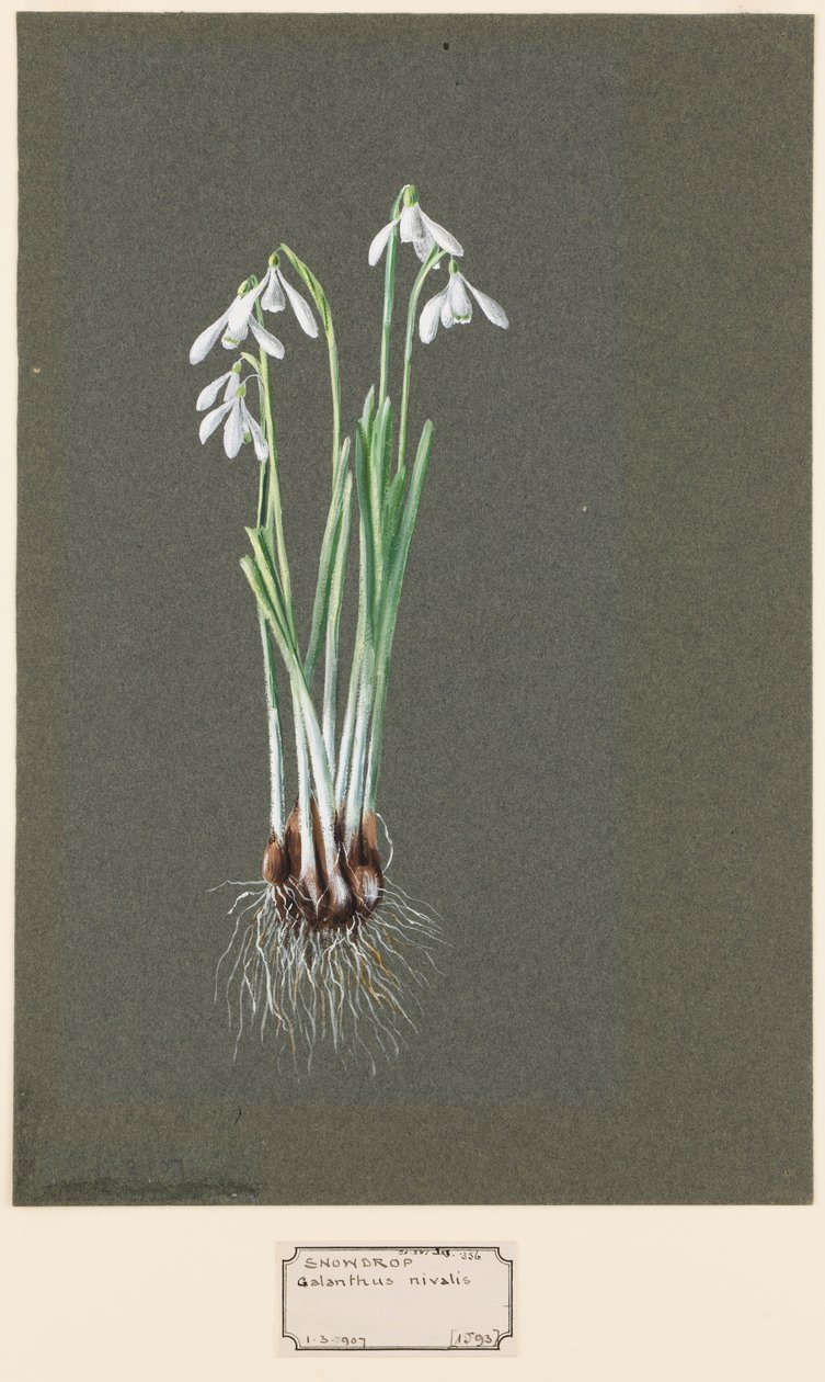 Galanthus nivalis L. Snowdrop، c1903-1915. بواسطة هارولد درينكووتر