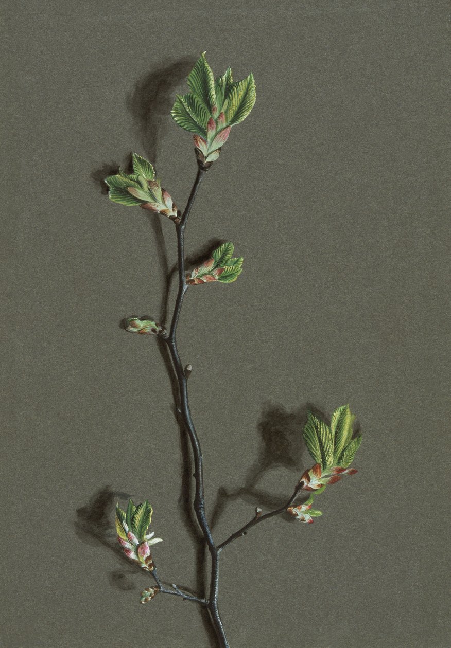 Ulmus glabra Huds Wych Elm ، c1870-1920. بواسطة هارولد درينكووتر