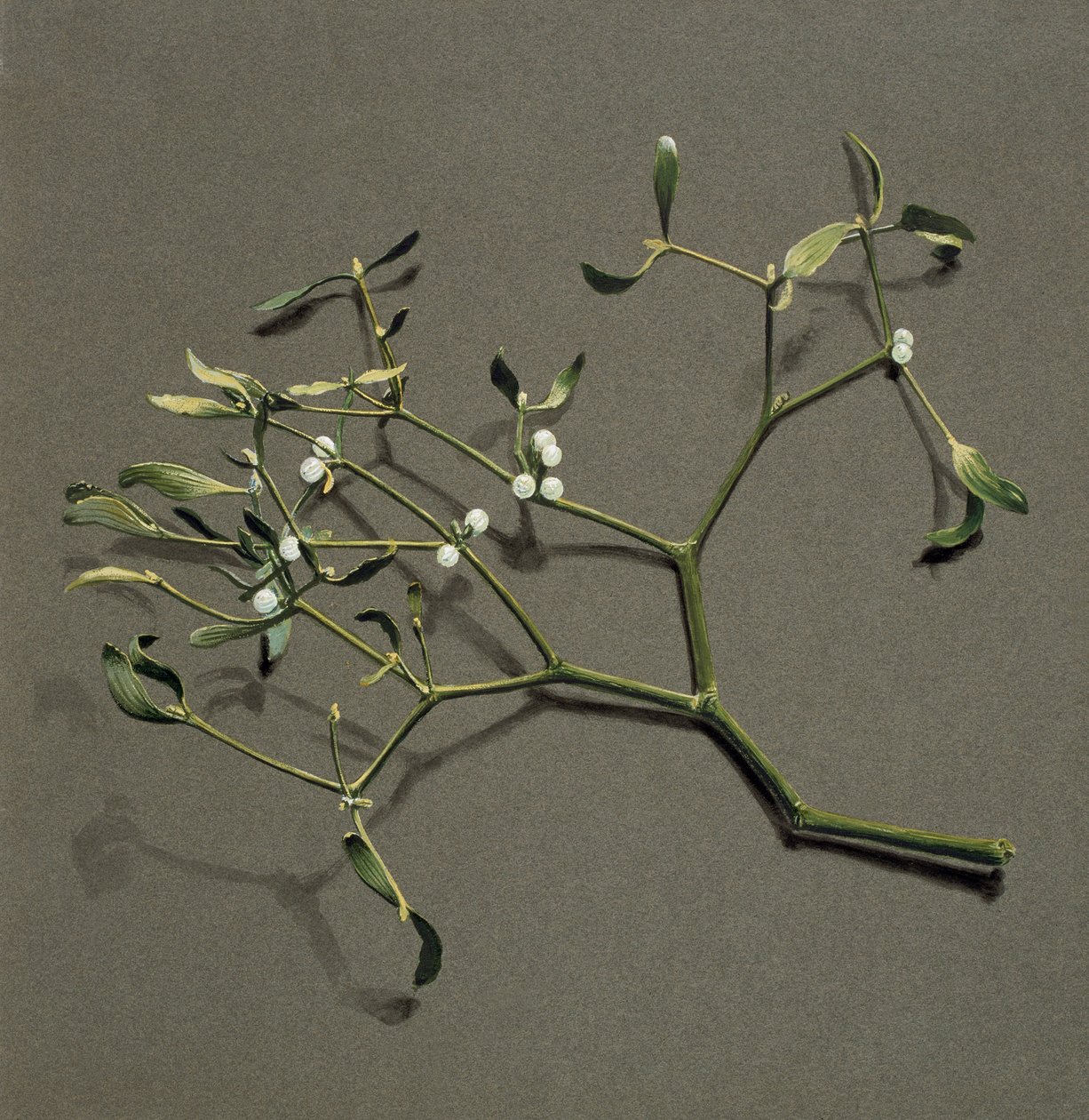 ألبوم فيرونيكا L Mistletoe ، c1870-1920. بواسطة هارولد درينكووتر