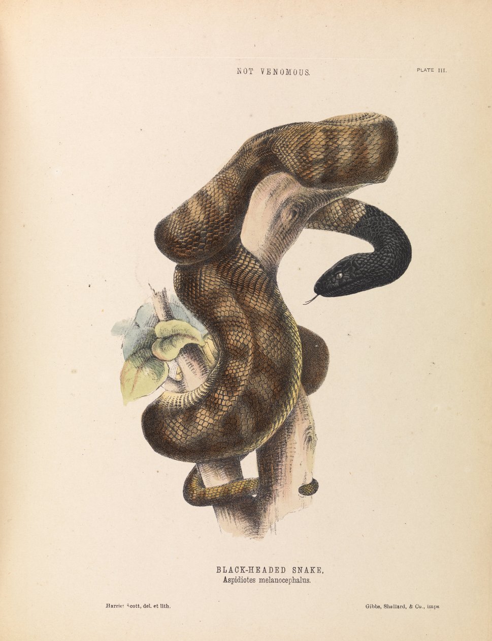 ثعبان ذو رأس أسود ، Aspidiotes melanocephalus بواسطة هارييت سكوت
