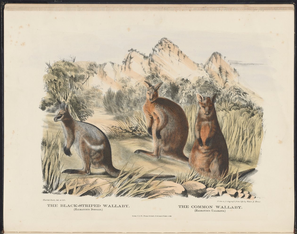 الثدييات الأسترالية (Krefft) Nla.obj-33627803-13 The Wallaby المخطط الأسود و Wallaby المشترك بواسطة هارييت مورغان