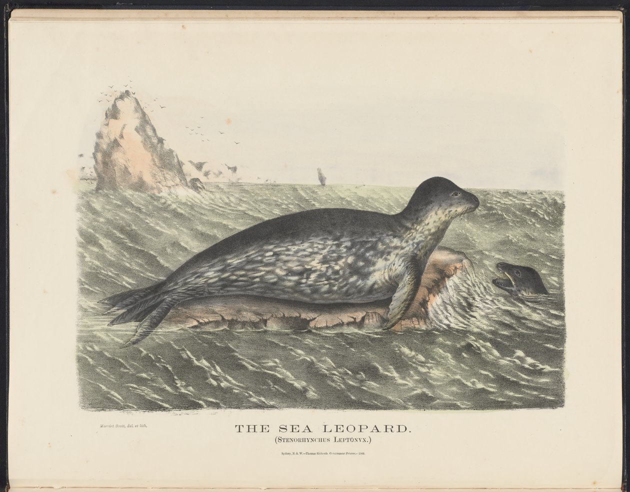 الثدييات الأسترالية (كريفت) Nla.obj-33627803-5 The Sea Leopard بواسطة هارييت مورغان
