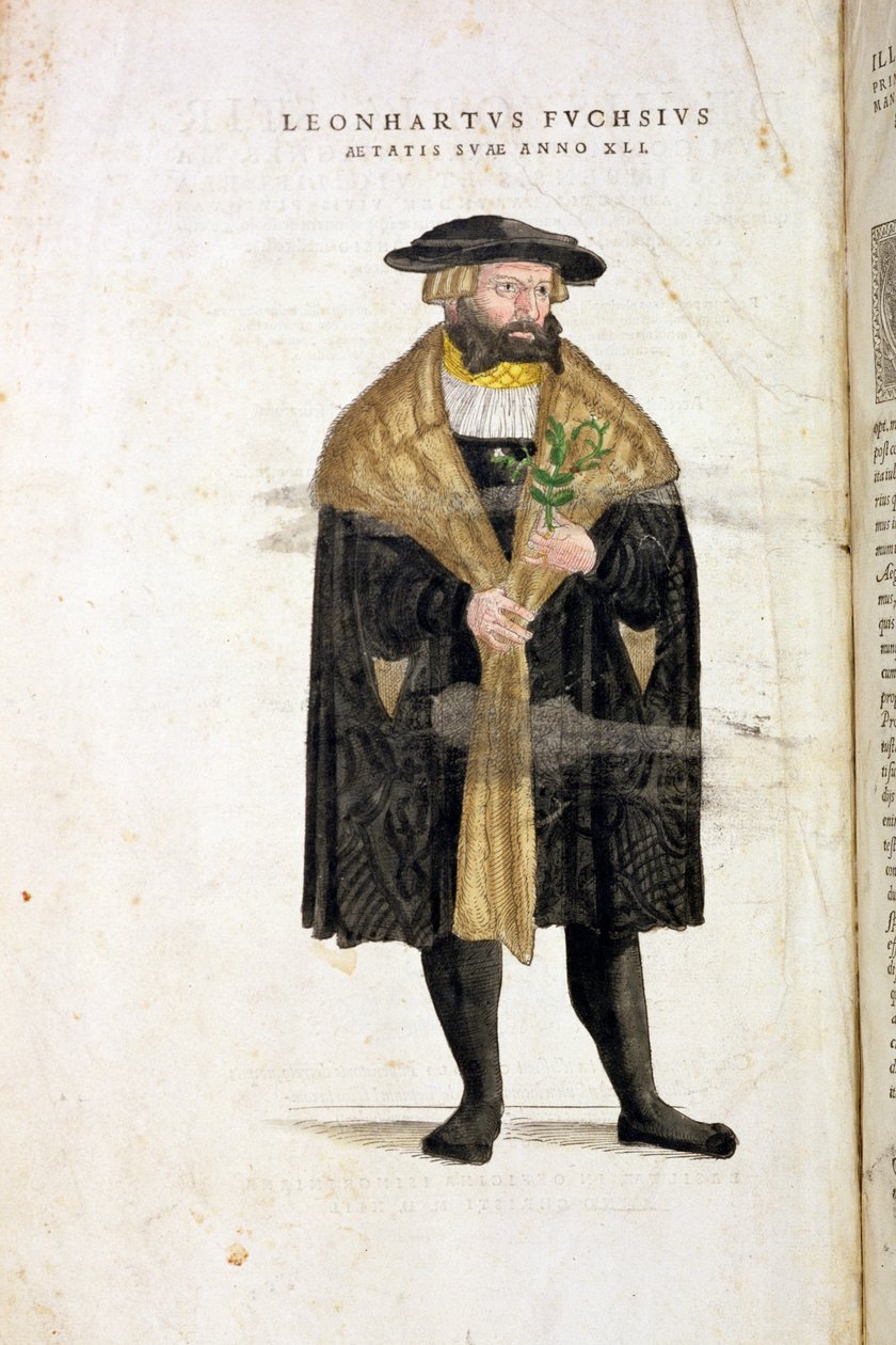 صورة للمؤلف في سن 41 ، من "De Historia Stirpium Commentarii Insignes" ، بقلم ليونارد فوشس (1501-66) ، منقوش بواسطة رودولف سبيكل (ت 1550) ، تم نشره عام 1542 بواسطة هاينريش وماير ، ألبرت فولمورير