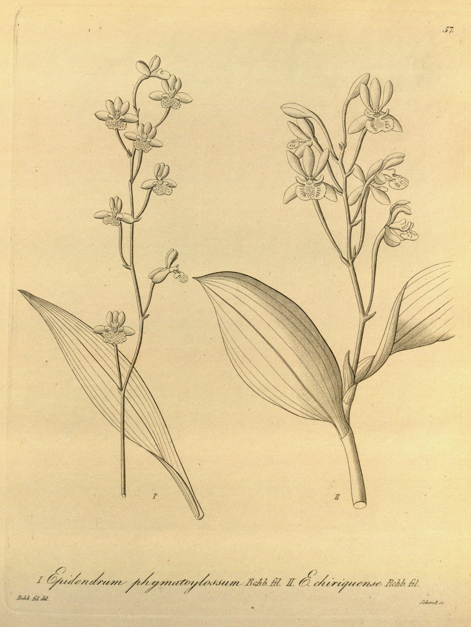 رسم توضيحي لـ Prosthechea varicosa (مثل syn. Epidendrum phymatoglossum و Epidendrum chiriquense) بواسطة هاينريش جوستاف رايشنباخ