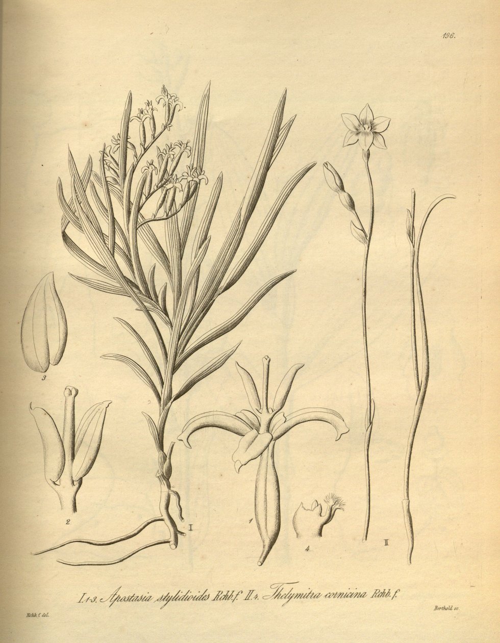 Apostasia wallichii (مثل Apostasia stylidioides) - Thelymitra cornicina بواسطة هاينريش جوستاف رايشنباخ
